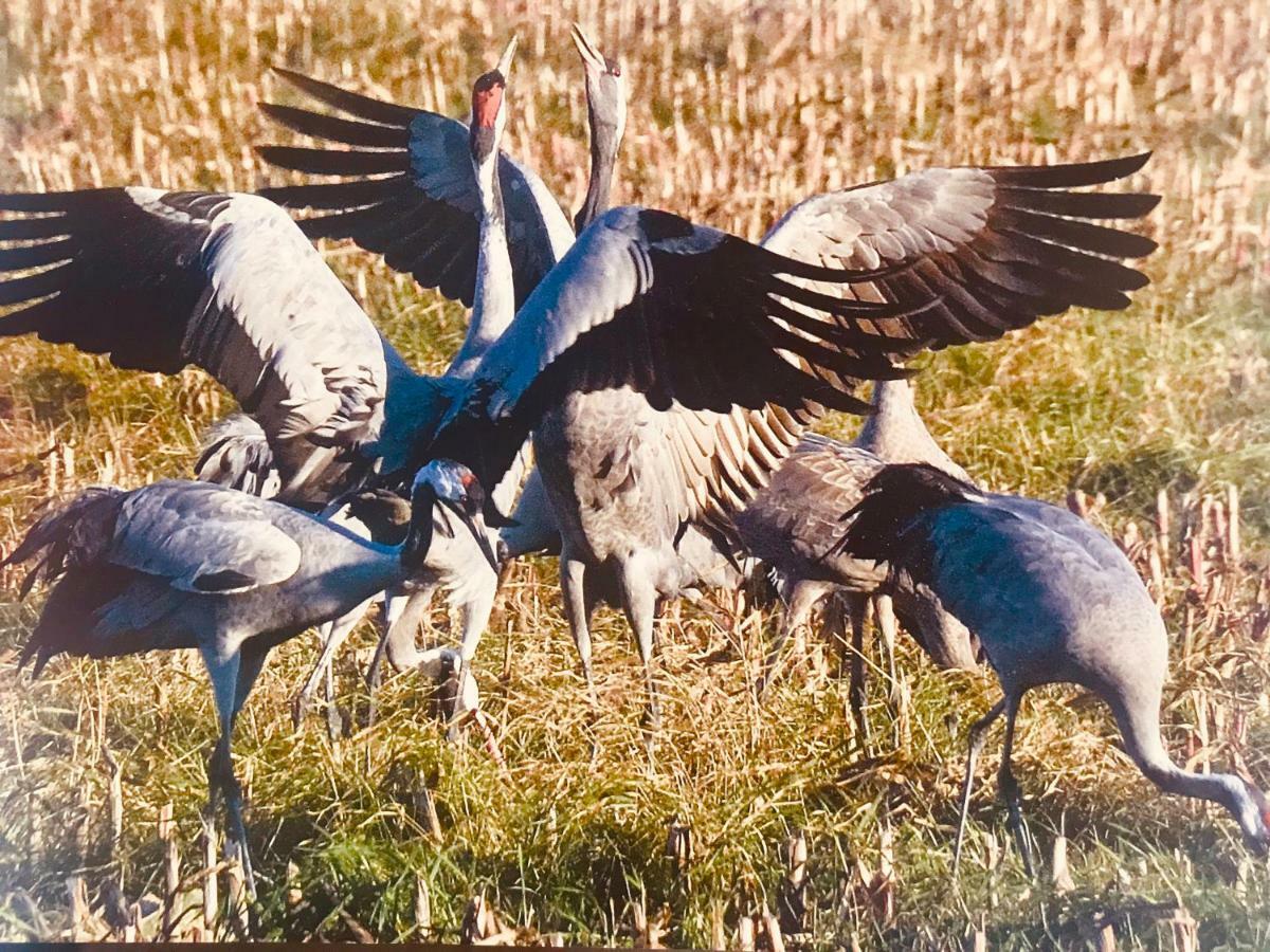 "Matrosenlogis" By Ferienhaus Strandgut Born Luaran gambar